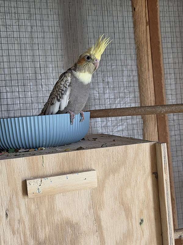 baby-bird-for-sale-in-roanoke-va
