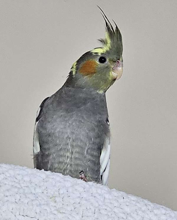 cockatiel-for-sale