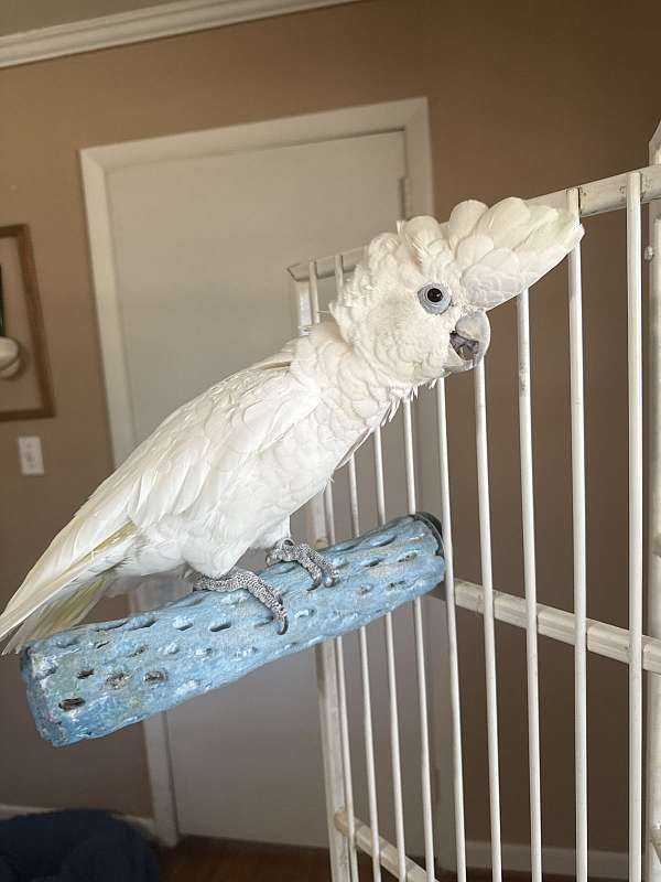 adult-bird-for-sale-in-guyton-ga