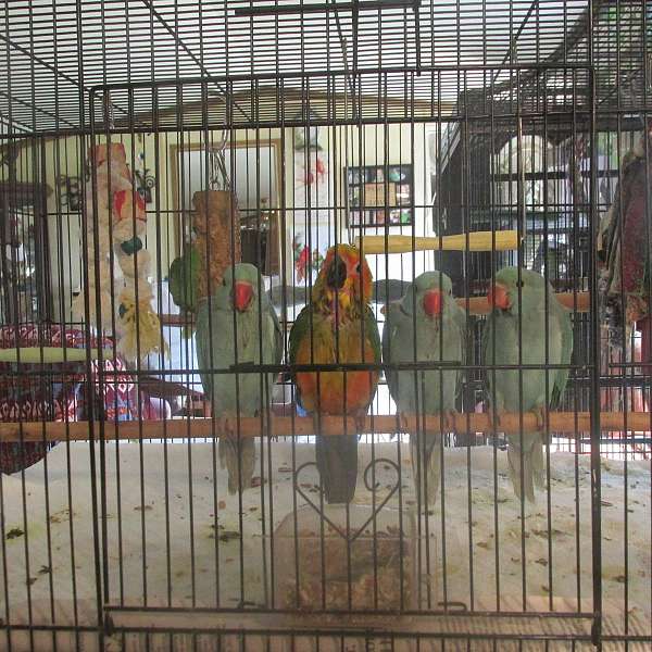 ringneck-parakeet-for-sale