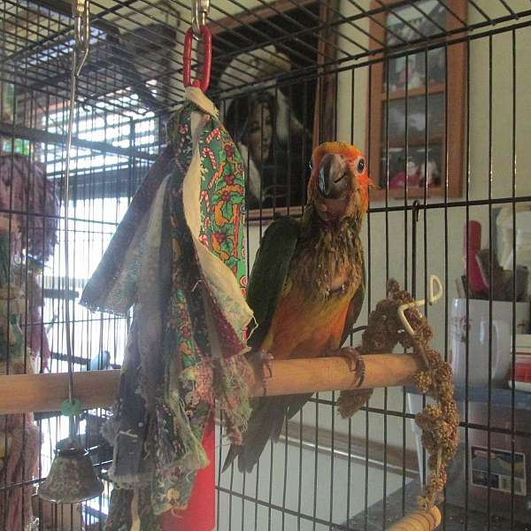 sun-conure-for-sale
