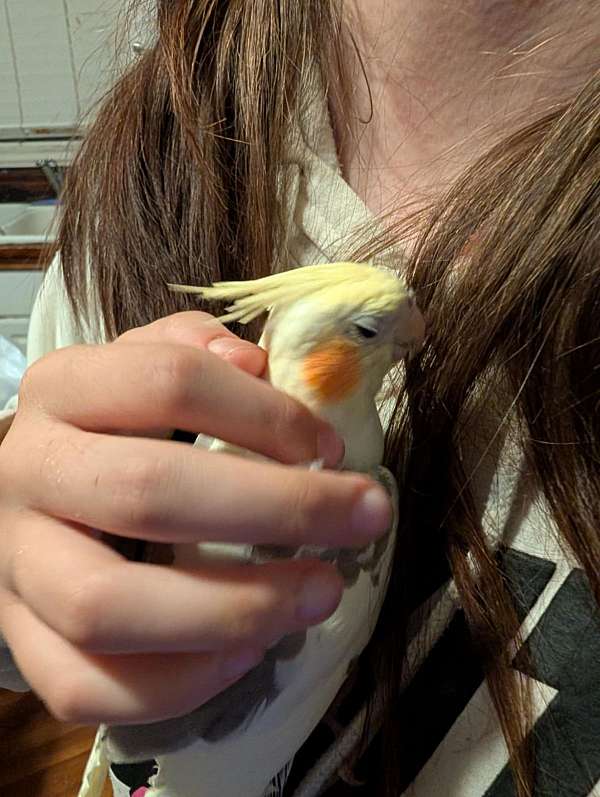 cinnamon-bird-for-sale-in-decherd-tn