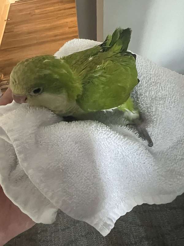 quaker-parrots-for-sale