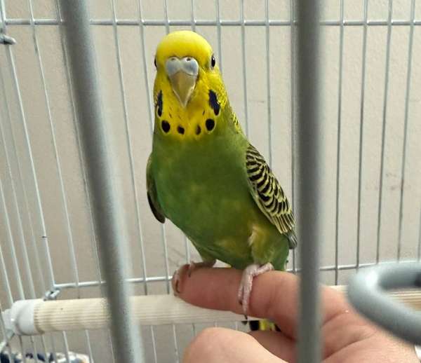 budgerigar-parakeet-for-sale-in-akron-oh