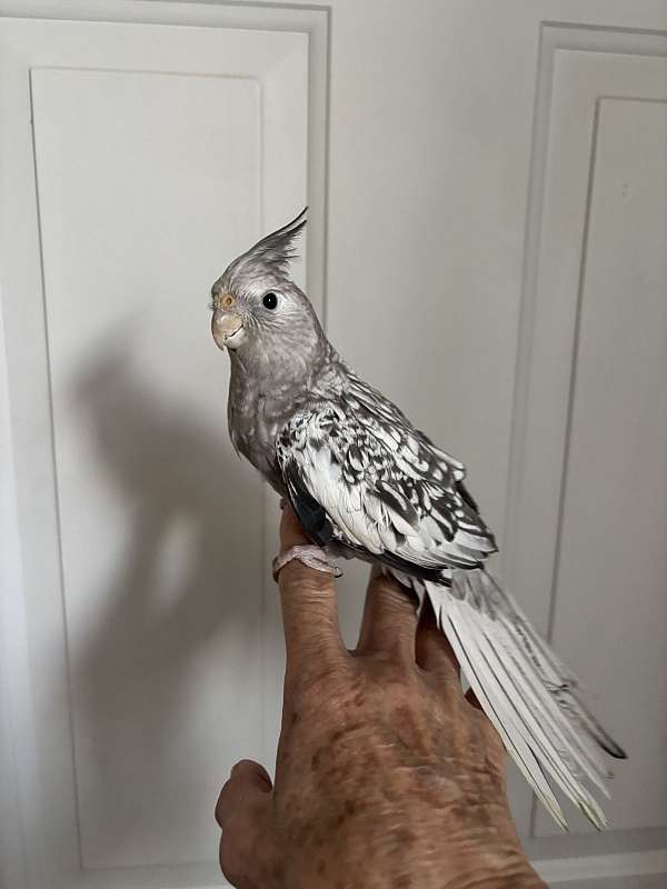 pearl-white-bird-for-sale-in-rohnert-park-ca