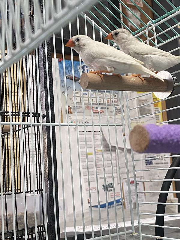zebra-finch-for-sale-in-nutley-nj