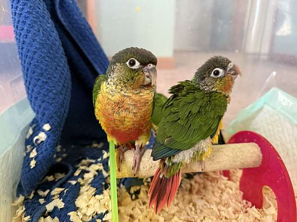 green-cheek-conure-for-sale-in-pasadena-md