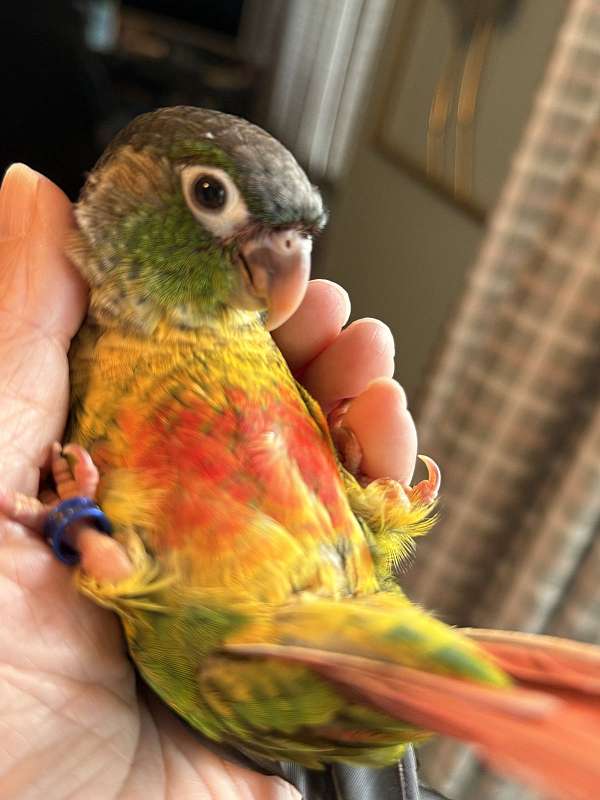 baby-bird-for-sale-in-pasadena-md