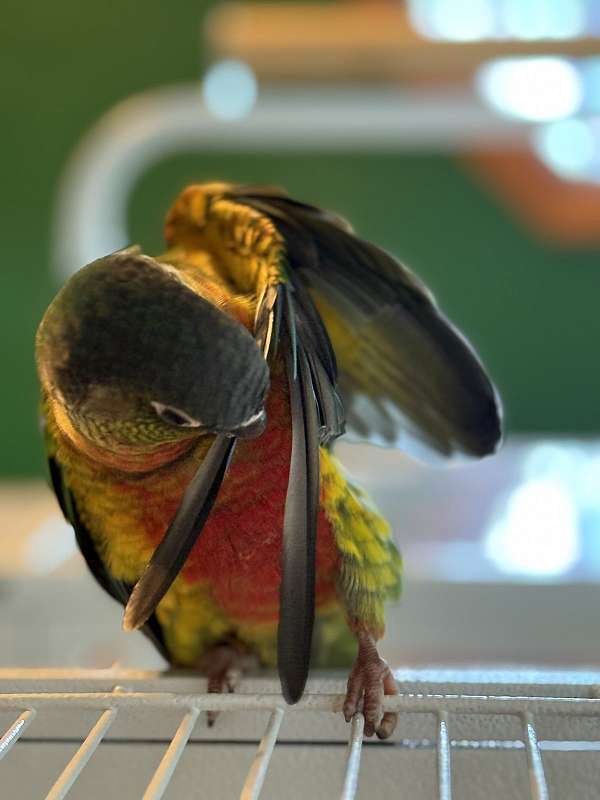 pineapple-bird-for-sale-in-pasadena-md