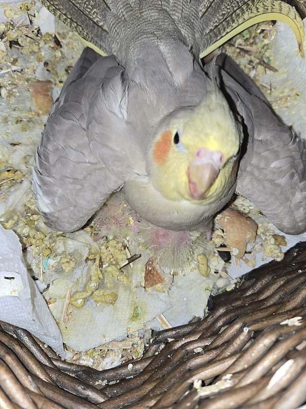baby-bird-for-sale-in-hixson-tn