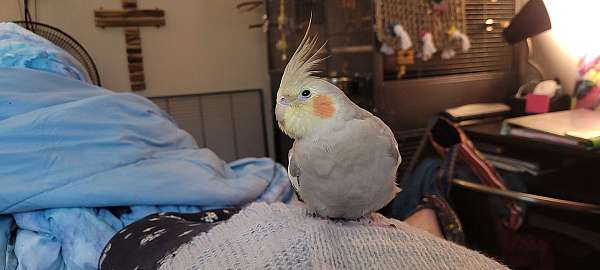 cinnamon-pied-bird-for-sale-in-hixson-tn