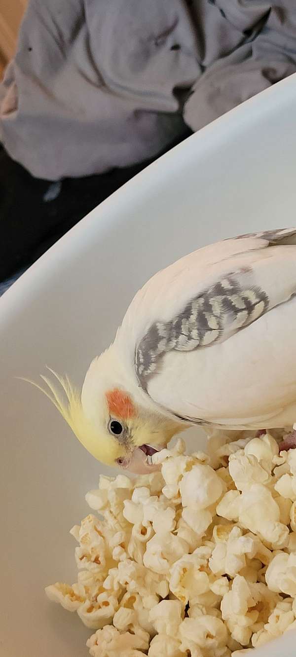 cockatiel-for-sale
