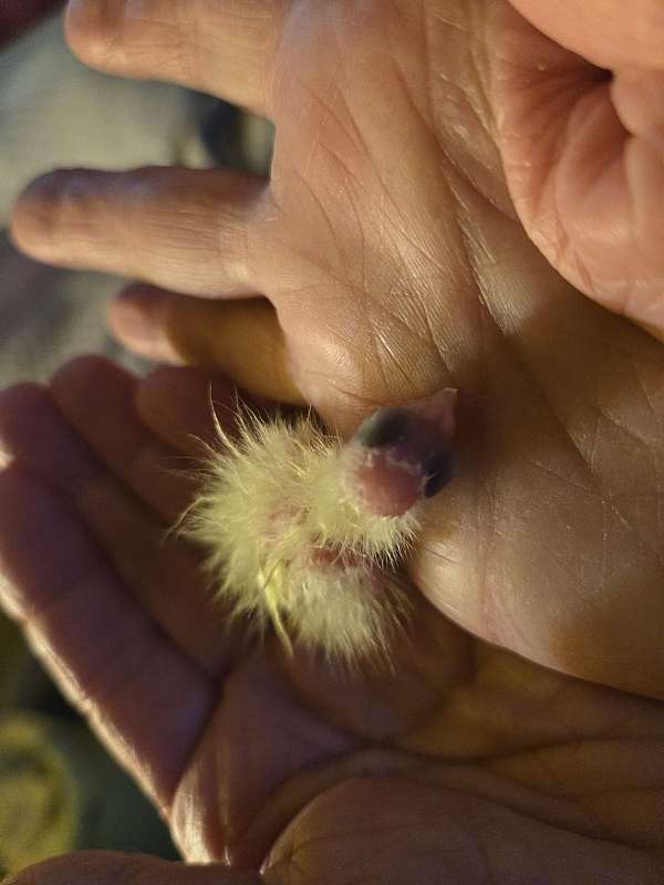 cockatiel-for-sale-in-hixson-tn