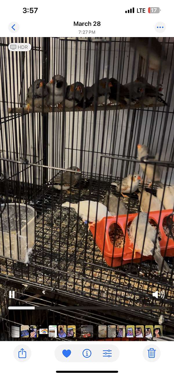 zebra-finch-for-sale-in-east-longmeadow-ma