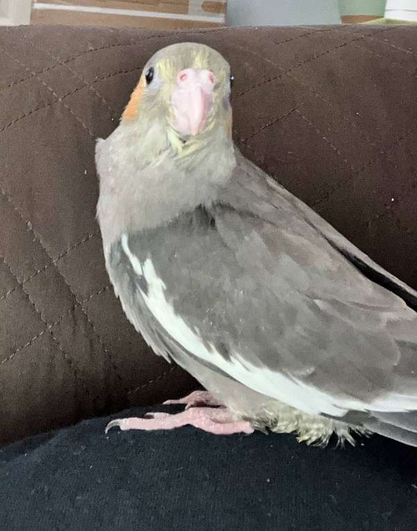 baby-bird-for-sale-in-saginaw-mi