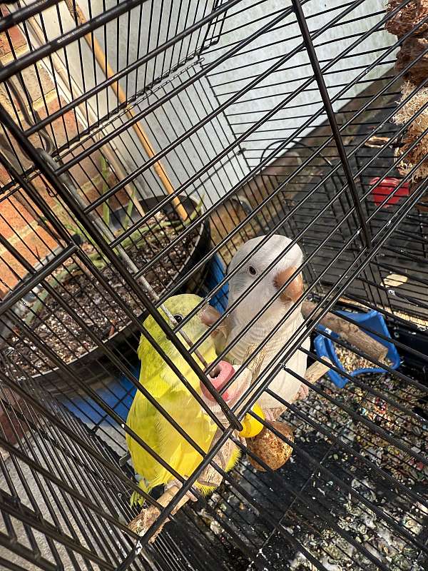 quaker-parrots-for-sale