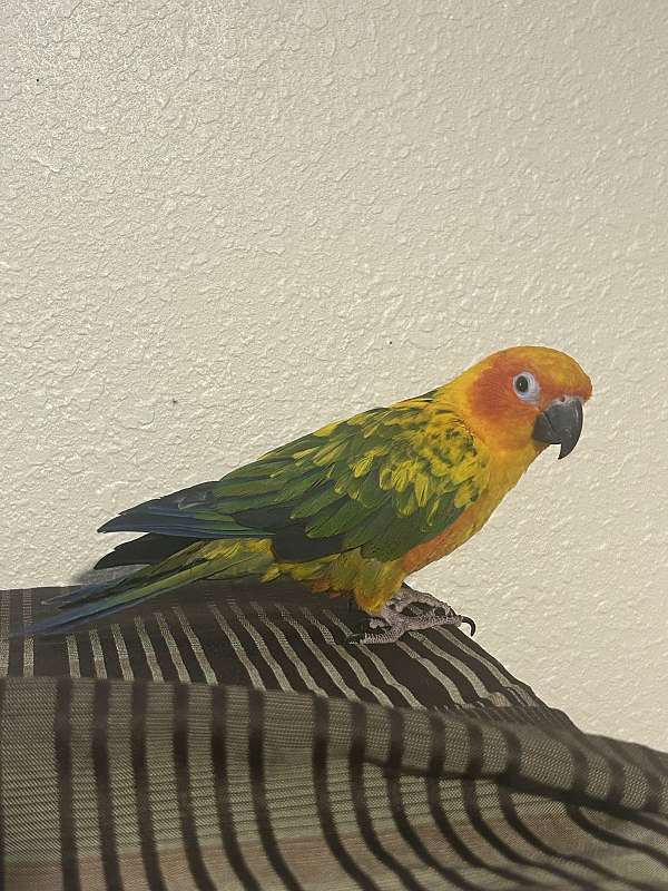 conure-sun-conure-for-sale-in-denver-co