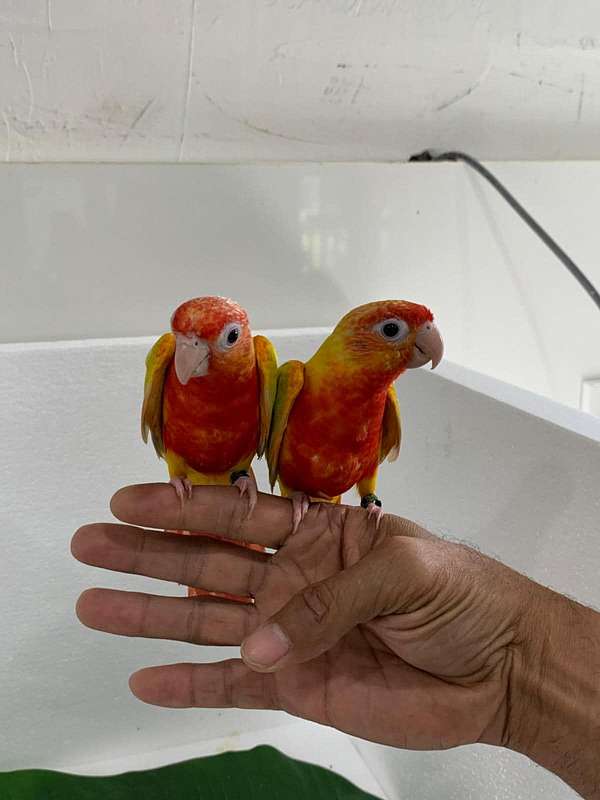 conure-for-sale