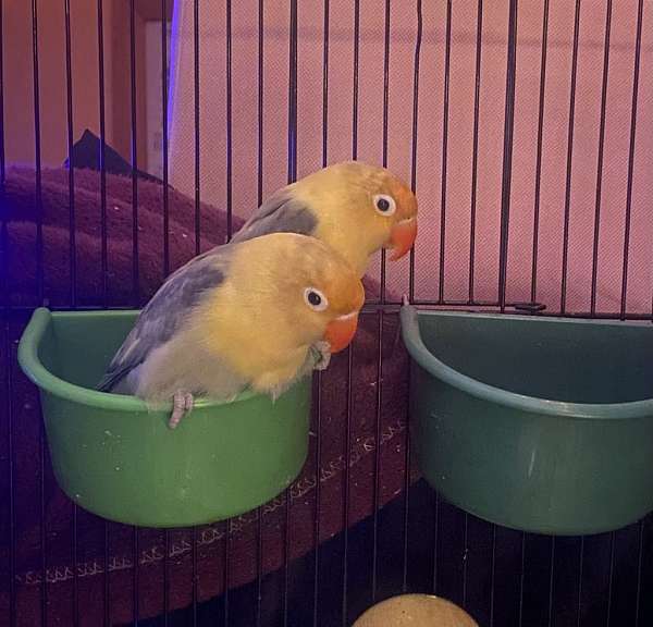 fischers-lovebird-for-sale-in-arkville-ny