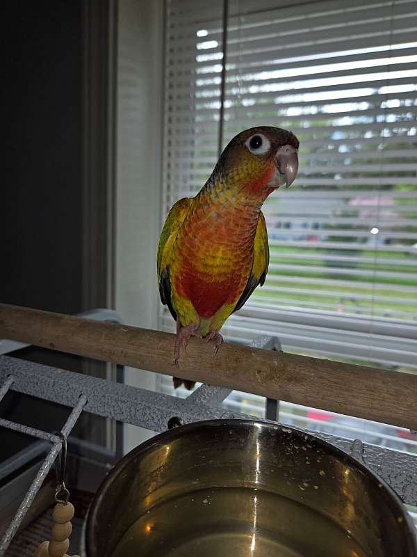 green-cheek-conure-for-sale-in-sturgeon-bay-wi