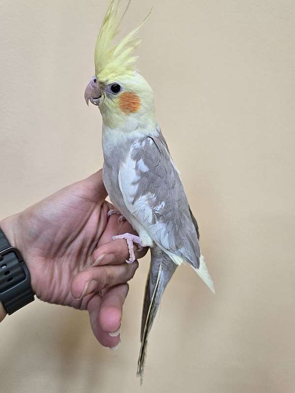 cockatiel-for-sale