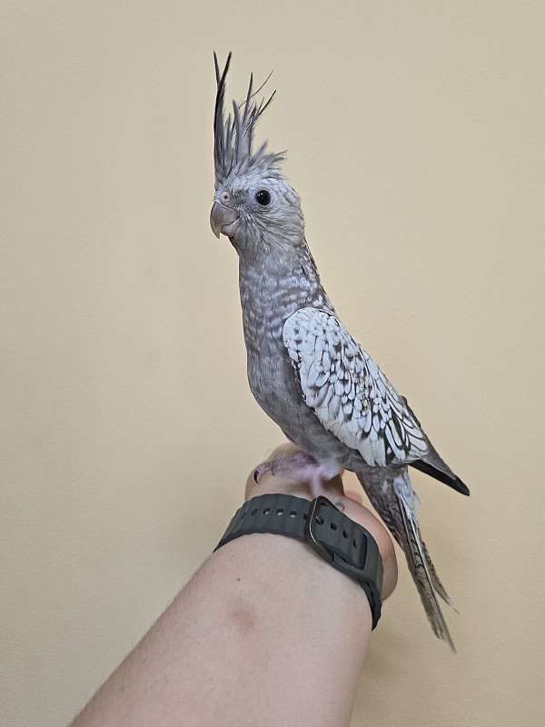 cockatiel-for-sale