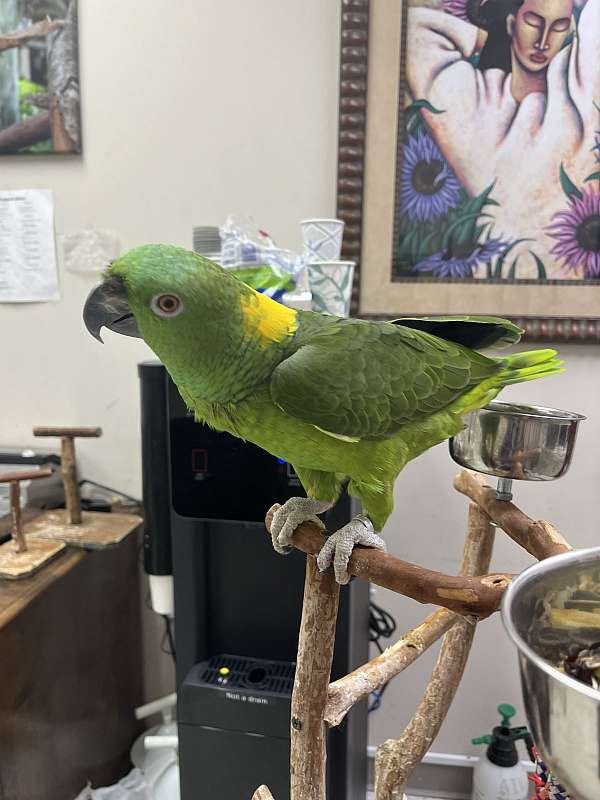 yellow-naped-amazon-parrot-for-sale