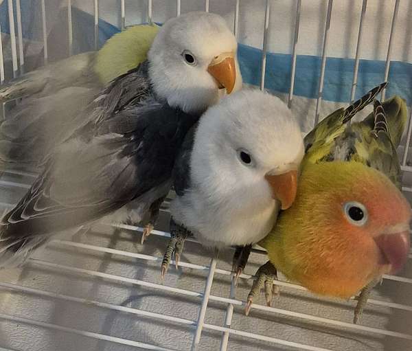 lovebird-for-sale