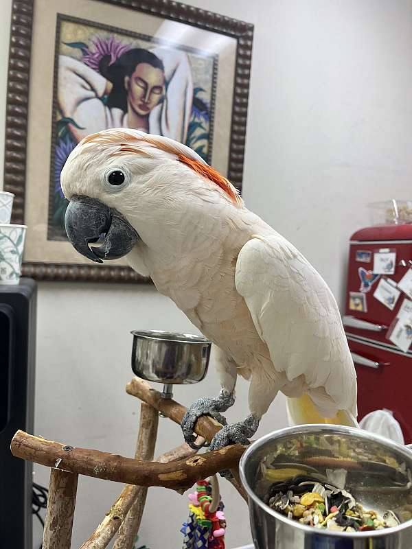 fancy-playful-male-bird-for-sale