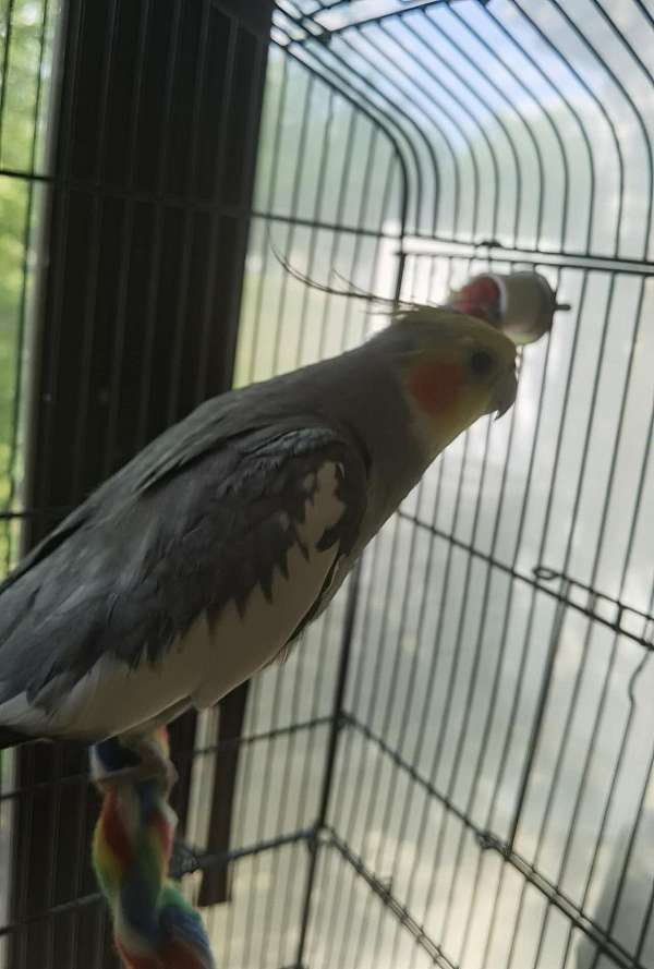 grey-bird-for-sale-in-piscataway-nj