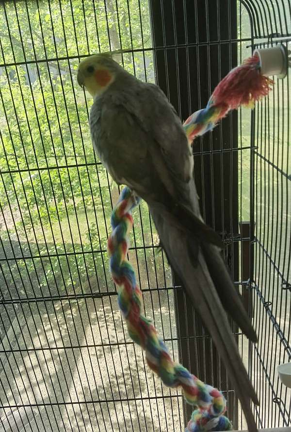 medium-bird-for-sale-in-piscataway-nj