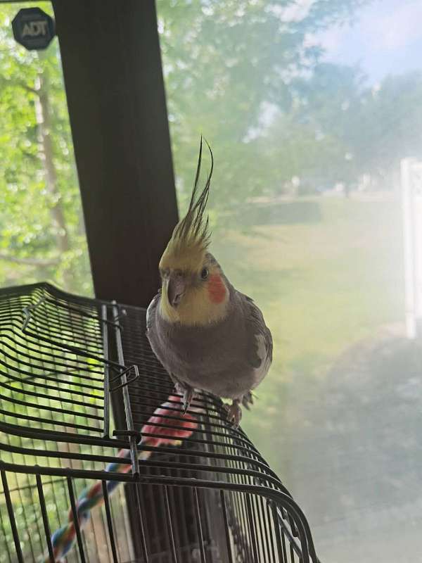 handfed-bird-for-sale-in-piscataway-nj
