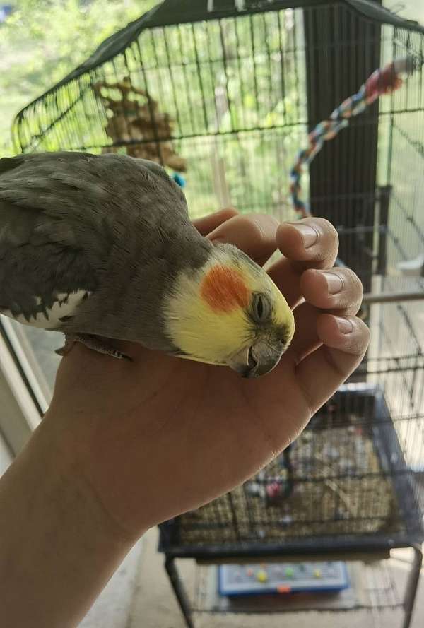 playful-bird-for-sale-in-piscataway-nj