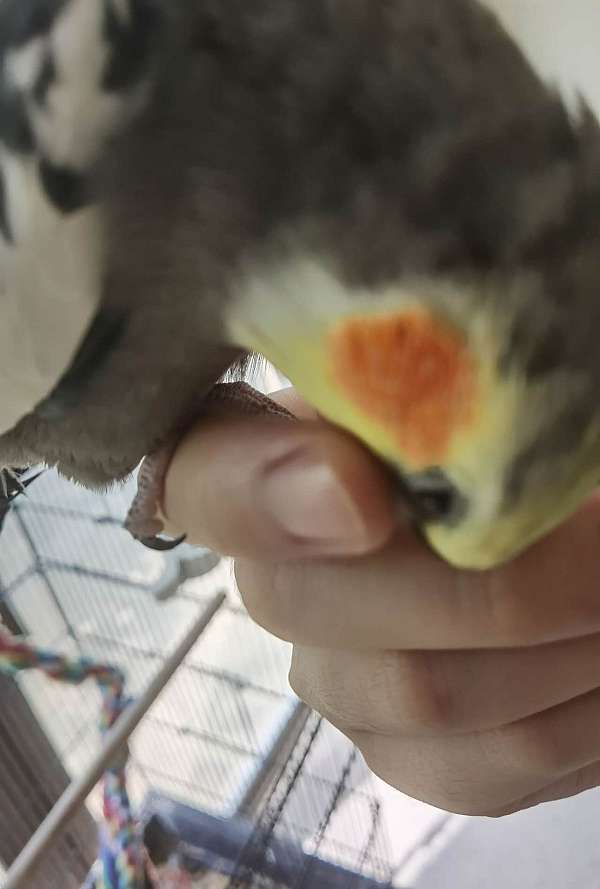 singing-bird-for-sale-in-piscataway-nj