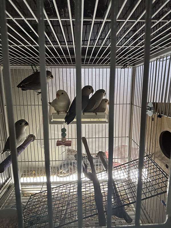 lovebird-for-sale