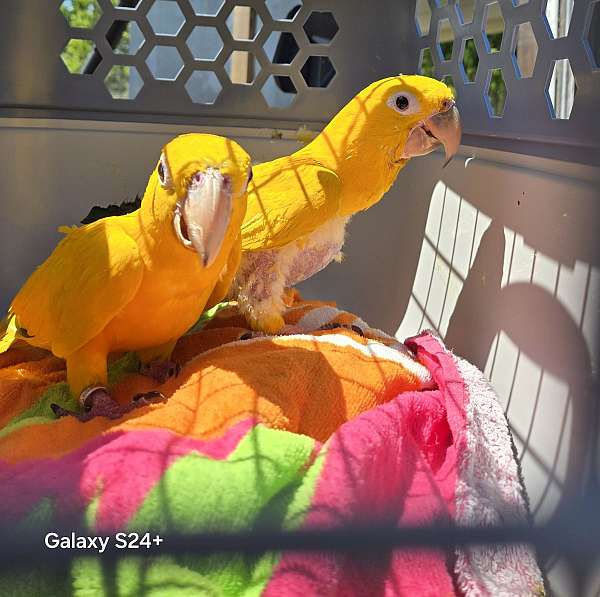 golden-conure-for-sale-in-polk-city-fl