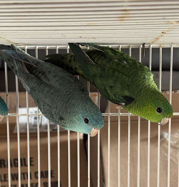 lineolated-parakeet-for-sale-in-dade-city-fl