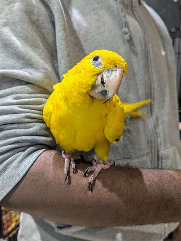 golden-conure-for-sale-in-audubon-nj