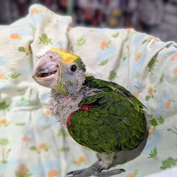 double-yellow-head-amazon-parrot-for-sale-in-audubon-nj