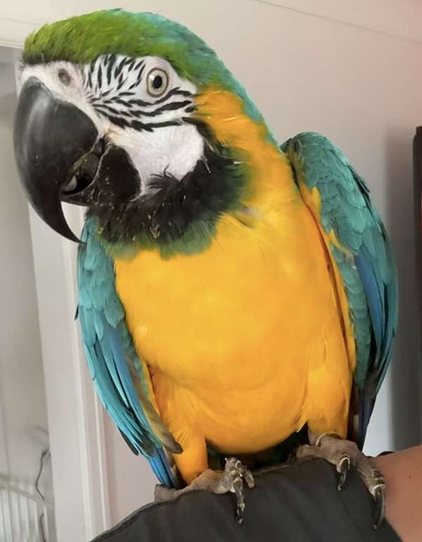 macaw-for-sale-in-monroe-mi