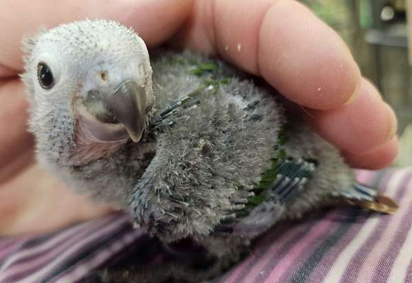 green-cheek-conure-for-sale
