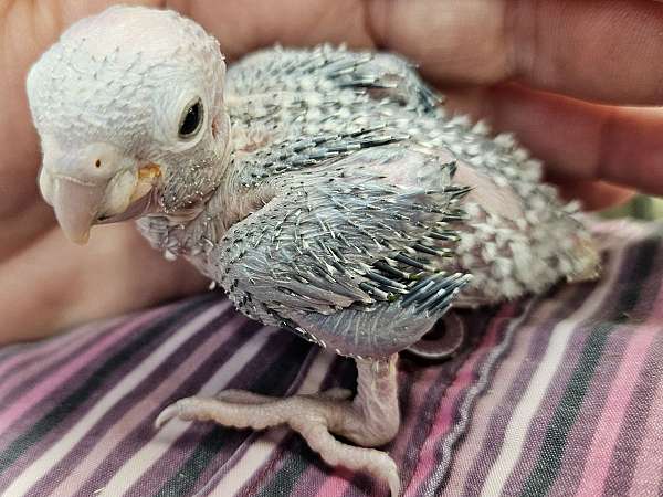 green-cheek-conure-for-sale