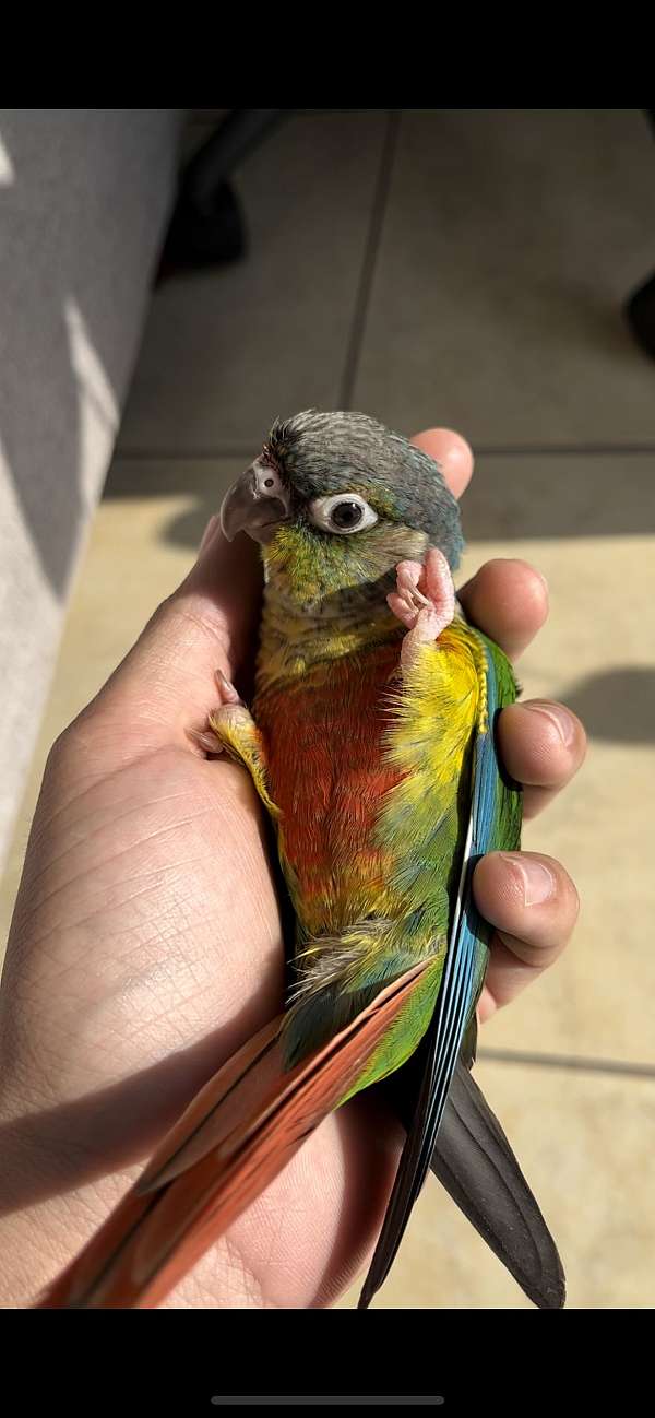 green-cheek-conure-for-sale