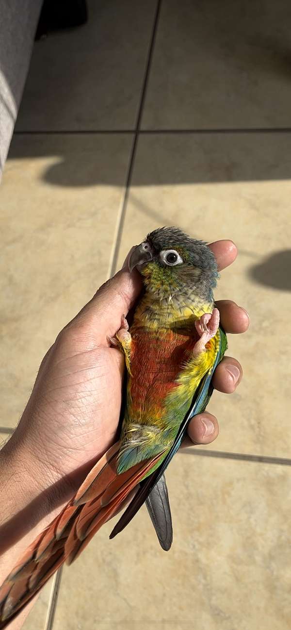 bird-for-sale-in-california