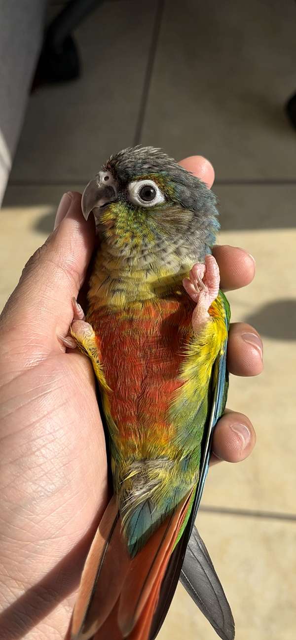 green-cheek-conure-for-sale-in-california
