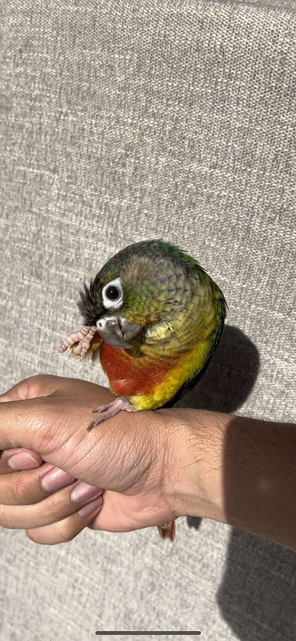 baby-bird