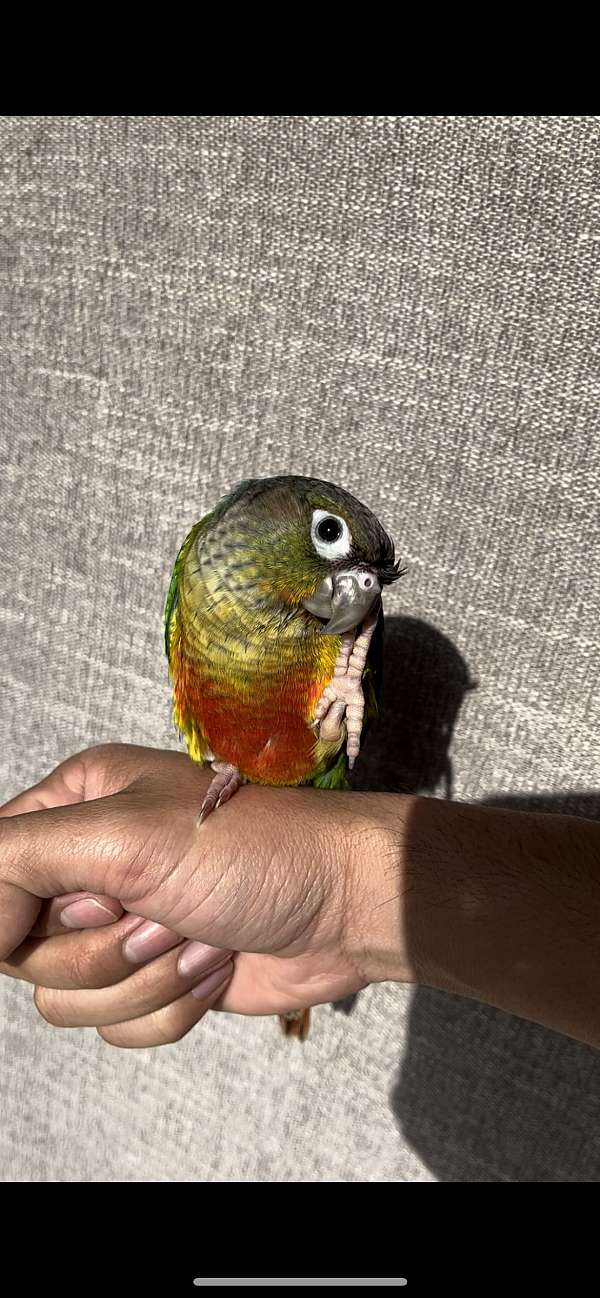 baby-green-cheek-conure-for-sale