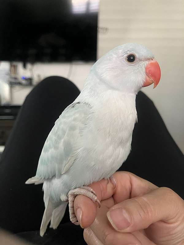 parakeet-for-sale