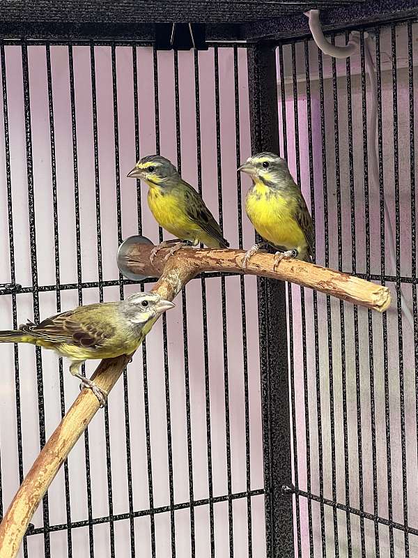 bird-for-sale-in-lexington-in