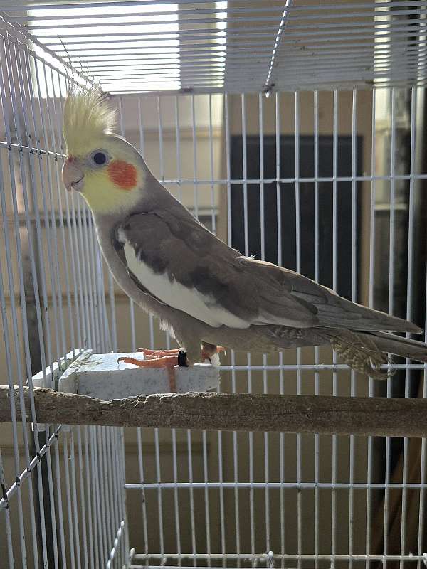 cockatiel-for-sale